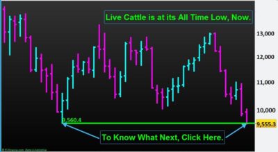 Read more about the article Live Cattle is at its All Time Low, Now. What Next?